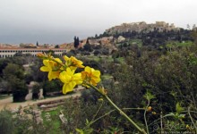 Март. Весеннее цветение Афин