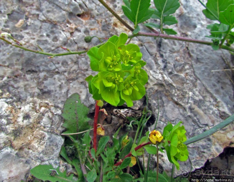 Март. Весеннее цветение Афин