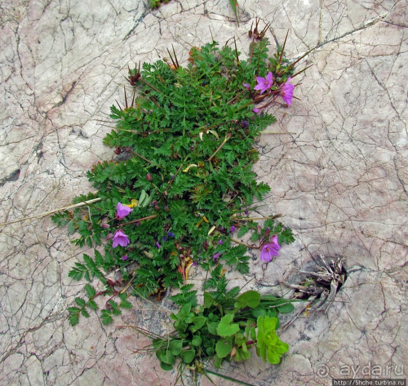 Альбом отзыва "Март. Весеннее цветение Афин"