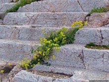 Март. Весеннее цветение Афин