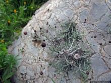 Альбом отзыва "Март. Весеннее цветение Афин"