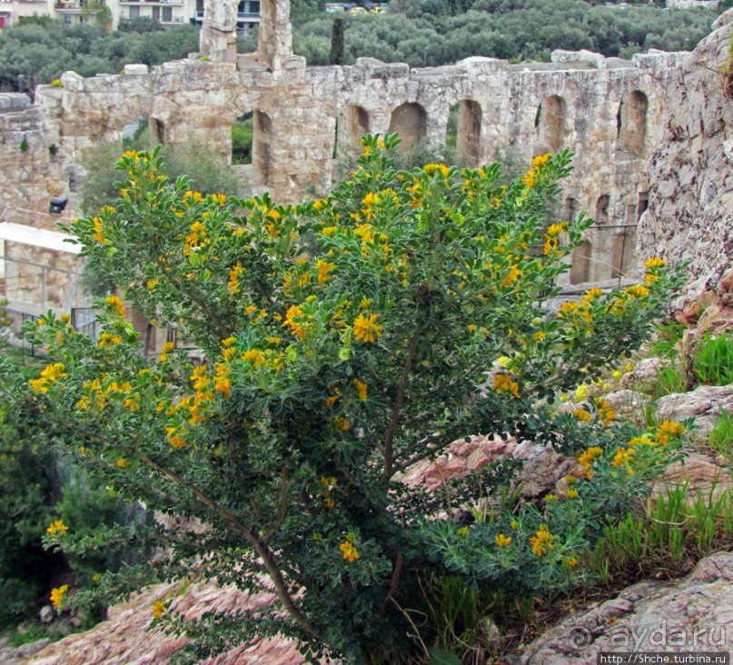 Март. Весеннее цветение Афин