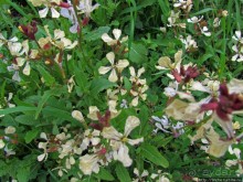 Альбом отзыва "Март. Весеннее цветение Афин"