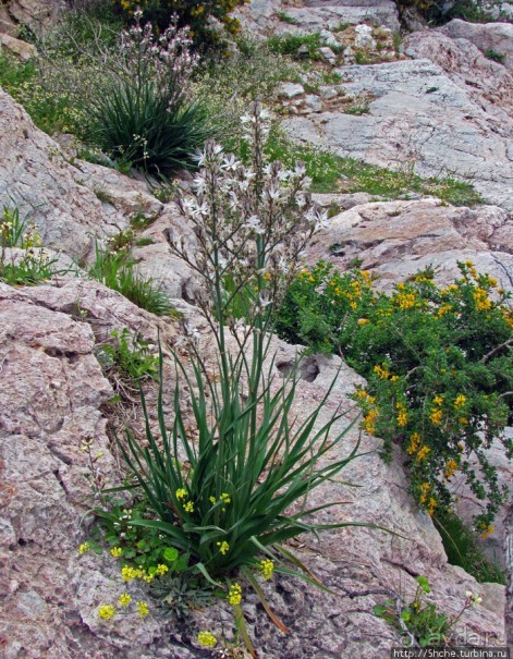 Альбом отзыва "Март. Весеннее цветение Афин"