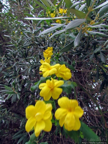 Альбом отзыва "Март. Весеннее цветение Афин"