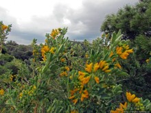 Март. Весеннее цветение Афин