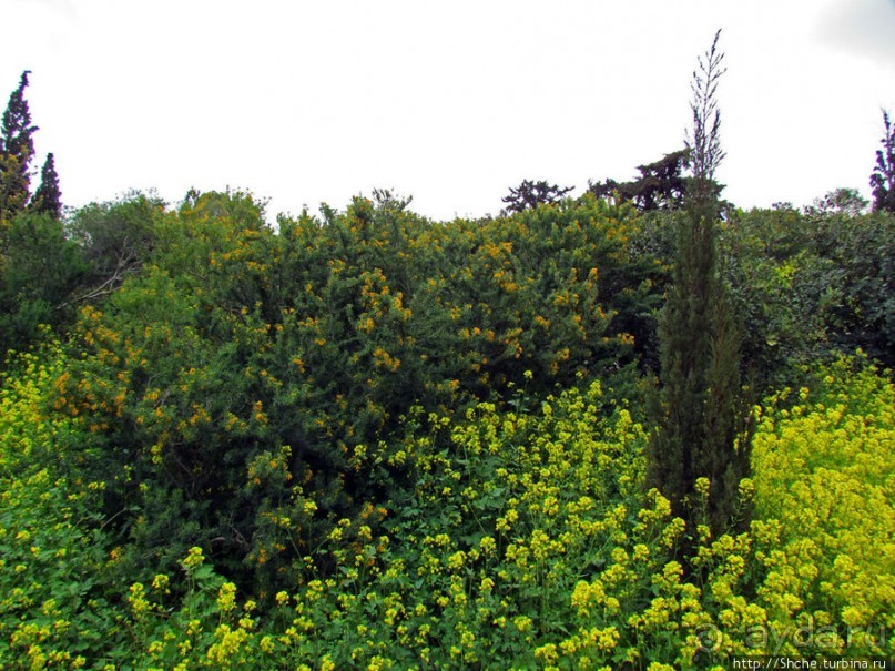 Март. Весеннее цветение Афин