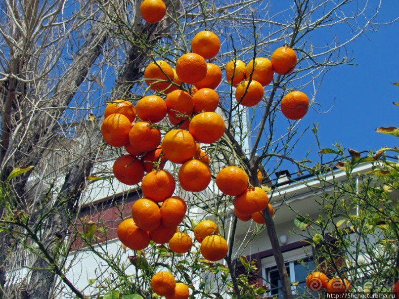 Март. Весеннее цветение Афин