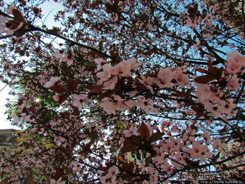 Март. Весеннее цветение Афин Март. Весеннее цветение Афин