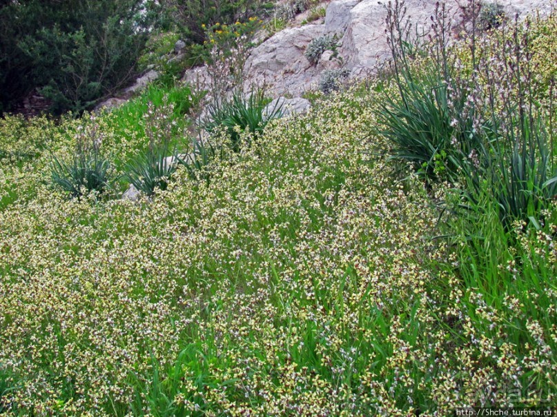 Март. Весеннее цветение Афин