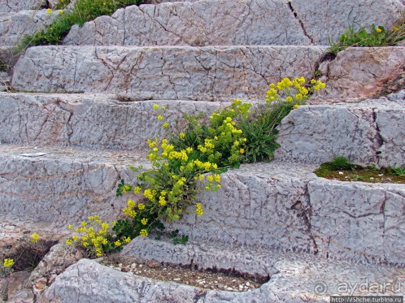 Март. Весеннее цветение Афин Март. Весеннее цветение Афин