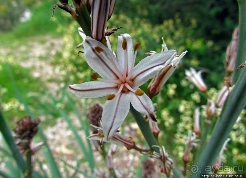 Март. Весеннее цветение Афин Март. Весеннее цветение Афин