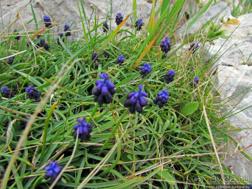 Март. Весеннее цветение Афин Март. Весеннее цветение Афин