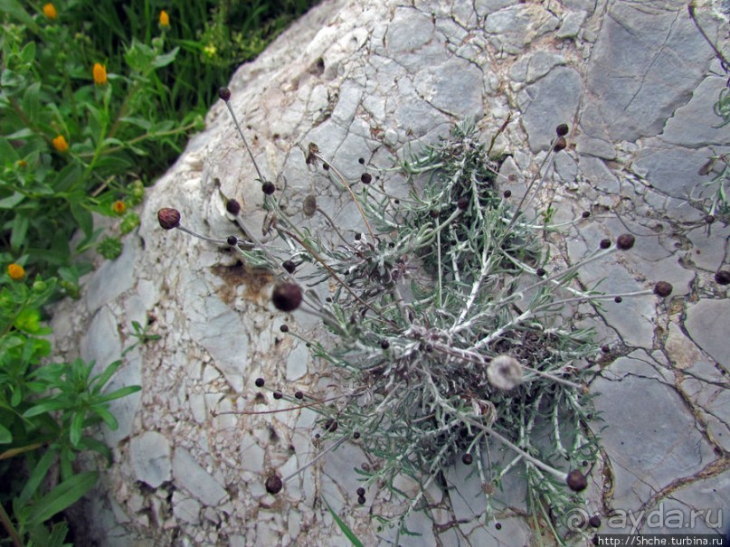 Март. Весеннее цветение Афин