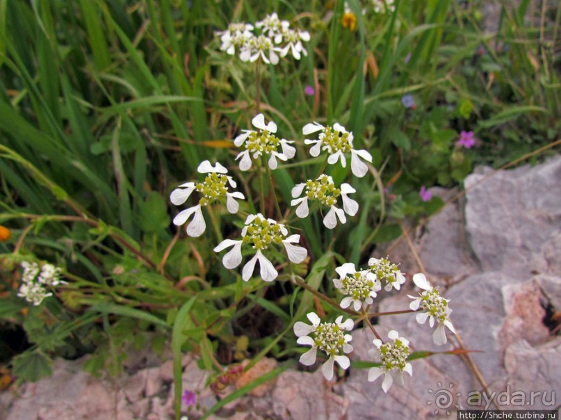 Март. Весеннее цветение Афин Март. Весеннее цветение Афин