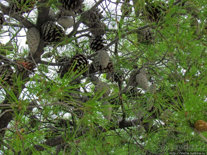 Март. Весеннее цветение Афин Март. Весеннее цветение Афин