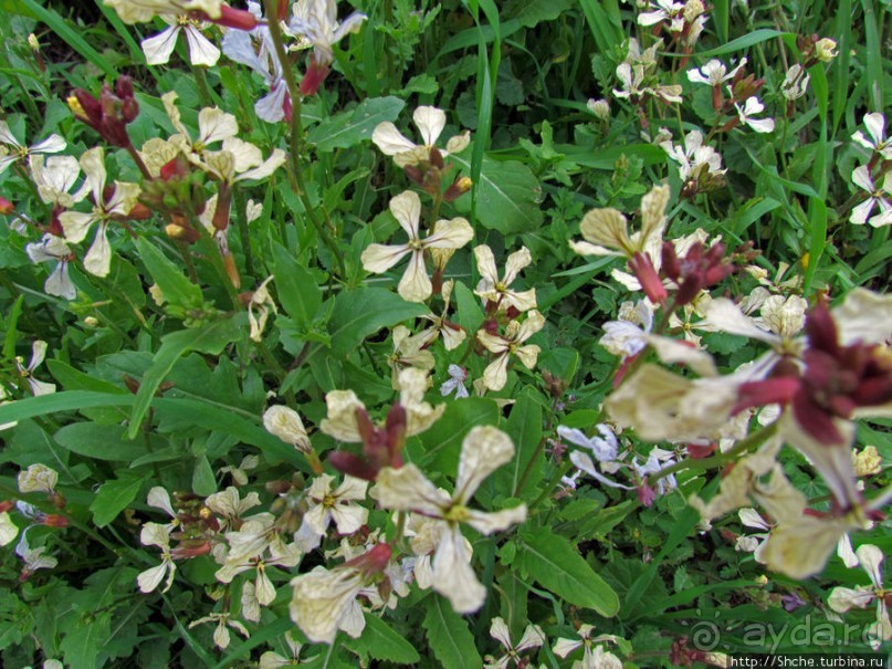 Март. Весеннее цветение Афин