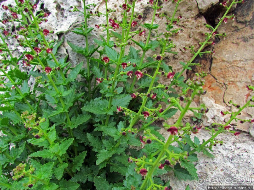 Март. Весеннее цветение Афин Март. Весеннее цветение Афин