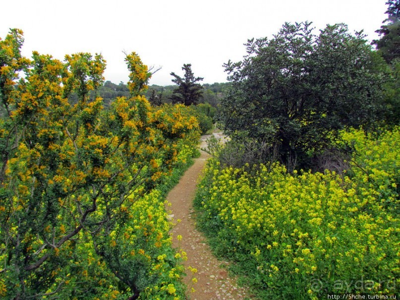 Март. Весеннее цветение Афин Март. Весеннее цветение Афин