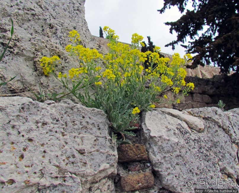 Март. Весеннее цветение Афин Март. Весеннее цветение Афин