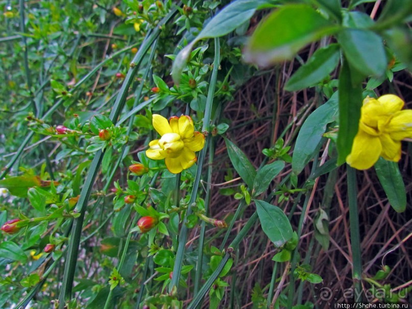 Март. Весеннее цветение Афин Март. Весеннее цветение Афин
