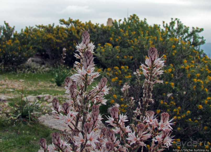 Март. Весеннее цветение Афин