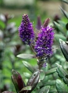 Чтоб я так жил!!! Реальная асиенда эквадорских господ