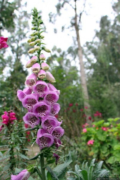 Чтоб я так жил!!! Реальная асиенда эквадорских господ