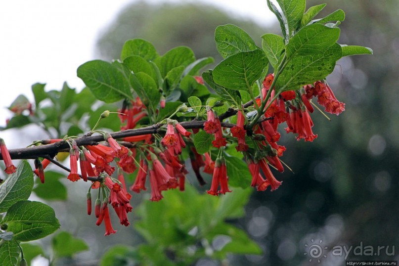 Чтоб я так жил!!! Реальная асиенда эквадорских господ