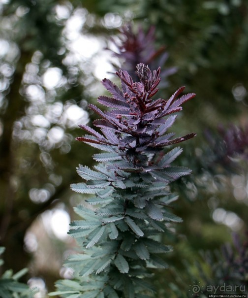 Чтоб я так жил!!! Реальная асиенда эквадорских господ