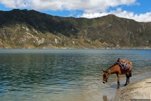 Без лошадок мы бы не выбрались