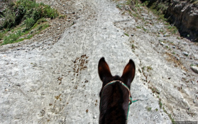 Без лошадок мы бы не выбрались