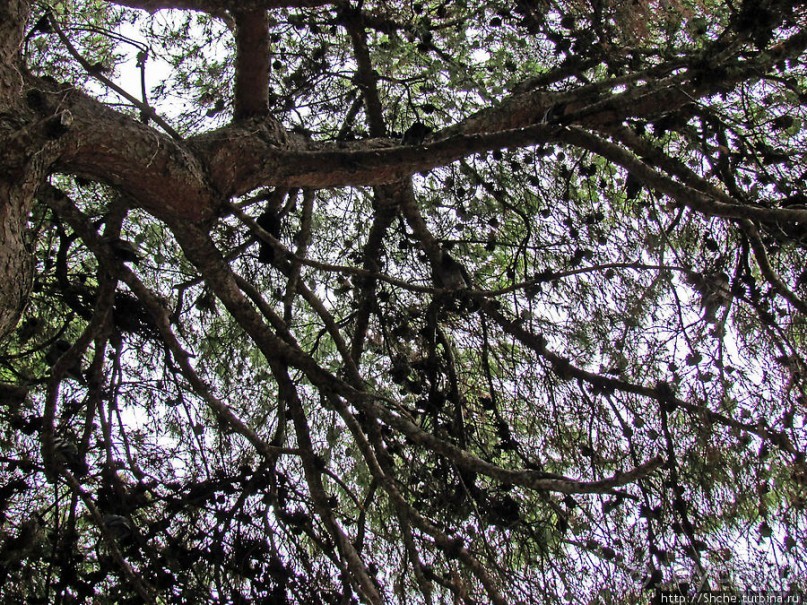 Альбом отзыва "Агиа Димитриос Лумбардиарис — чистая духовность без пафоса"