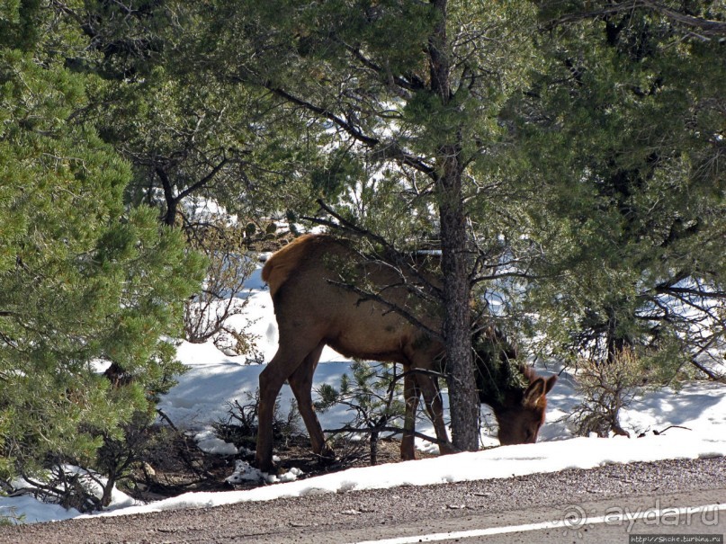 Гранд — потому что ну очень большой