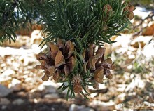 Гранд — потому что ну очень большой