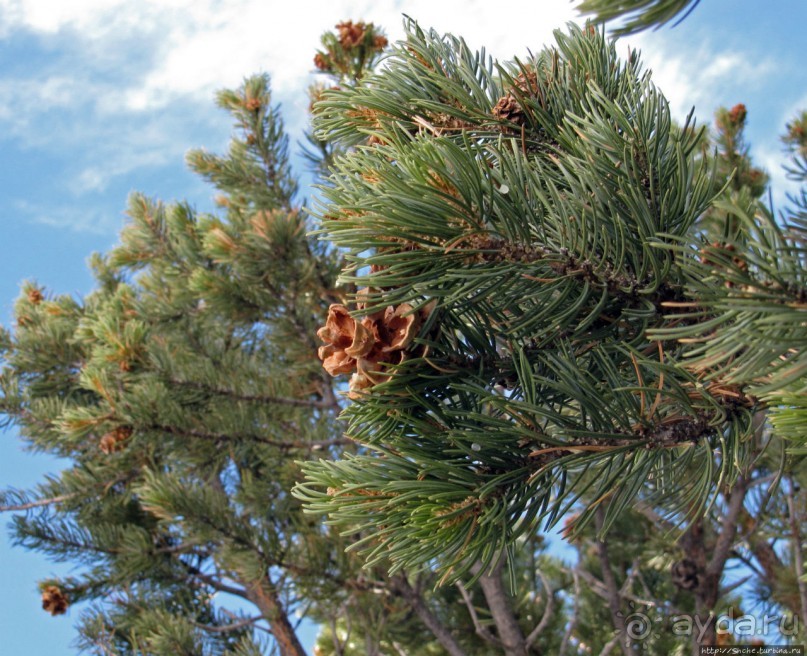 Гранд — потому что ну очень большой