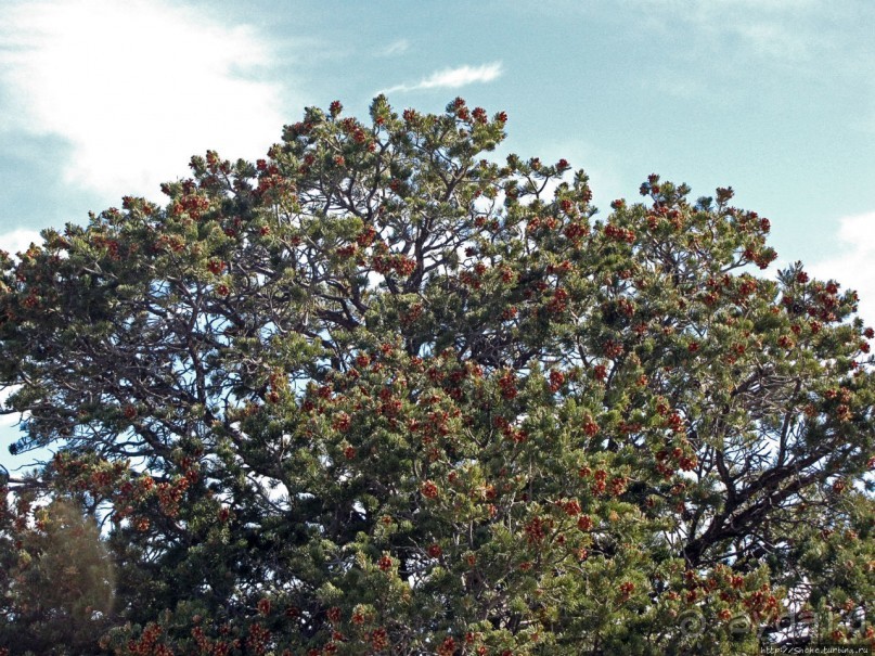 Гранд — потому что ну очень большой