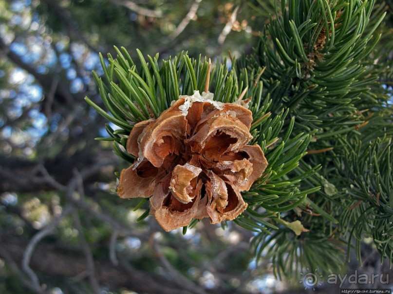 Гранд — потому что ну очень большой