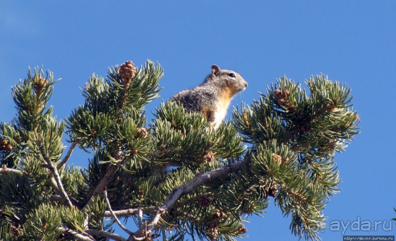 Гранд — потому что ну очень большой