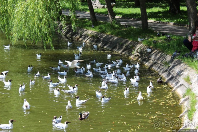 Альбом отзыва "Ясный день на Лебедином озере"