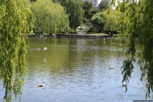 Ясный день на Лебедином озере