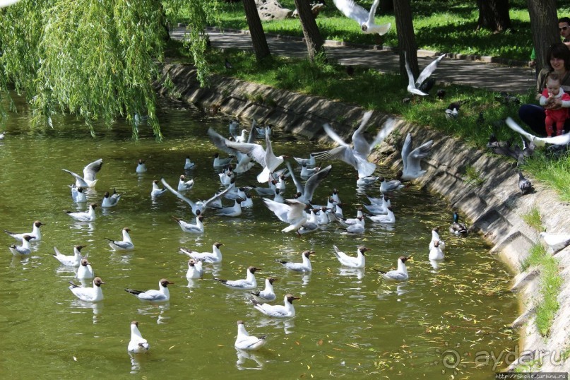 Альбом отзыва "Ясный день на Лебедином озере"