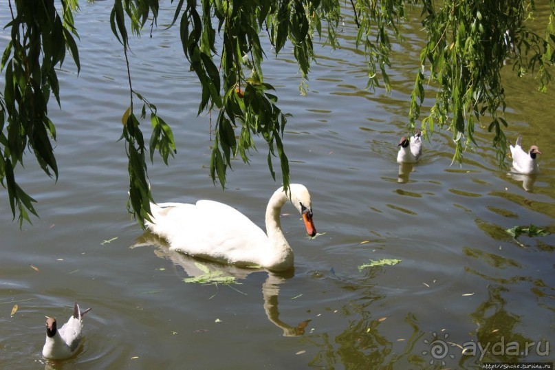 Альбом отзыва "Ясный день на Лебедином озере"