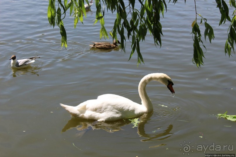 Альбом отзыва "Ясный день на Лебедином озере"