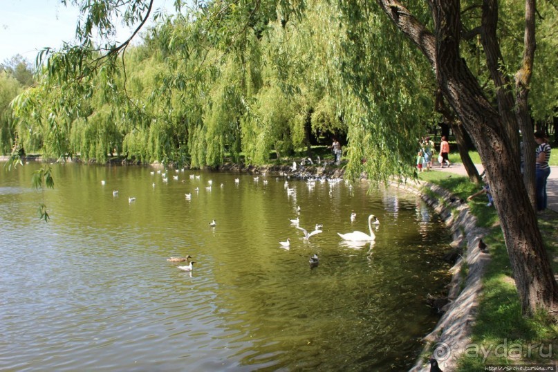 Альбом отзыва "Ясный день на Лебедином озере"