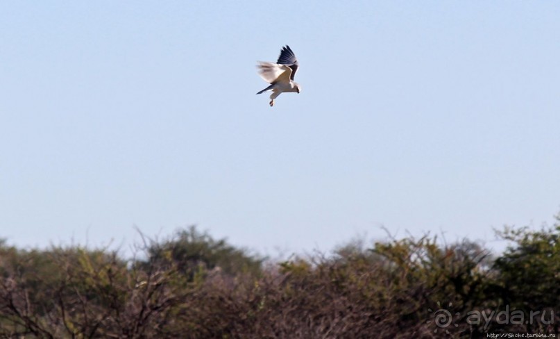 Селф-драйв по нац. парку Этоша. Кружок вокруг Fischer's Pan