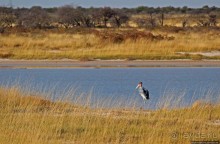 Колония олушей на острове Мотутара