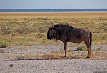Селф-драйв по нац. парку Этоша. Кружок вокруг Fischer's Pan