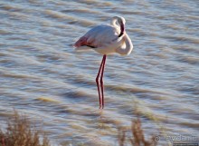 Селф-драйв по нац. парку Этоша. Кружок вокруг Fischer's Pan