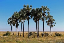 Колония олушей на острове Мотутара